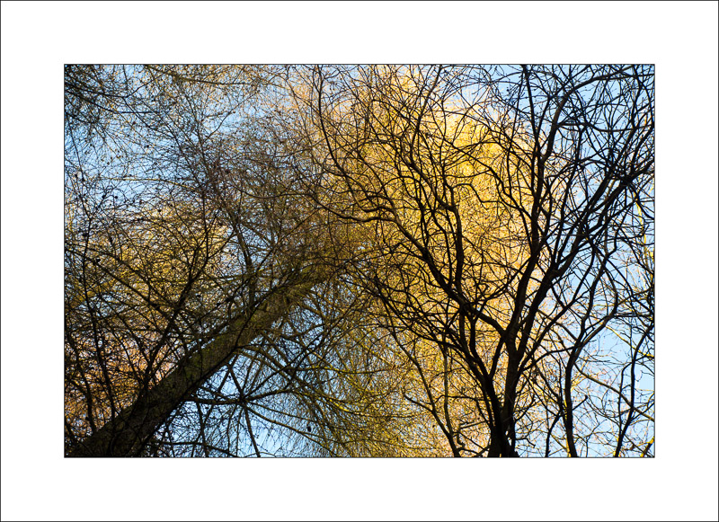 - Sherwood Forest