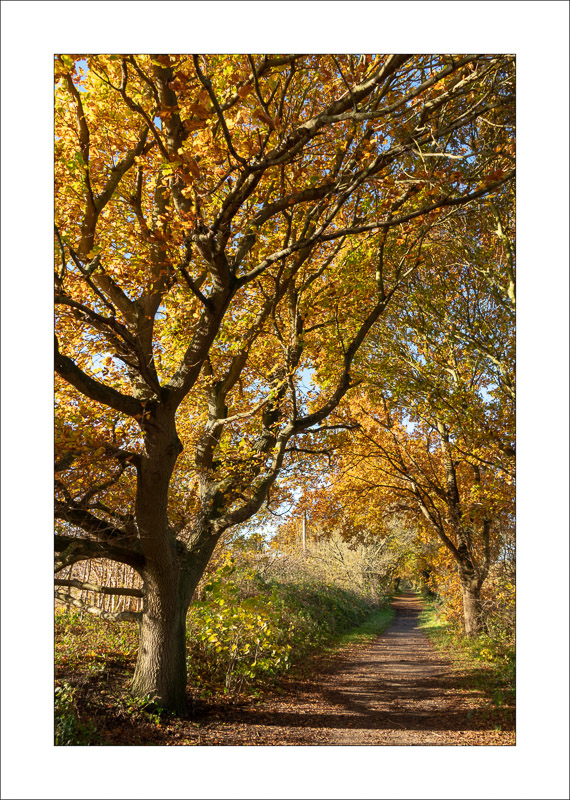  - Southwell Trail in Autumn