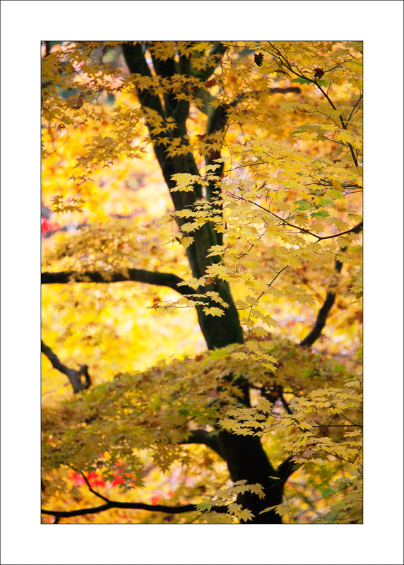  - Westonbirt