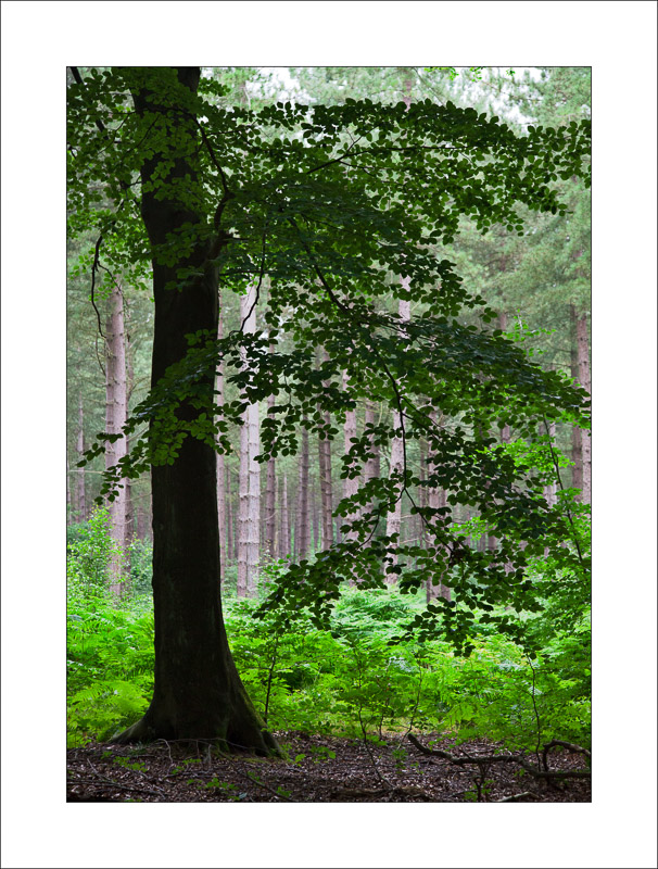  - Sherwood Forest