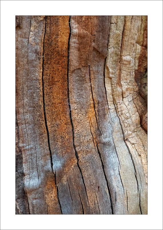  - Ancient Oaks