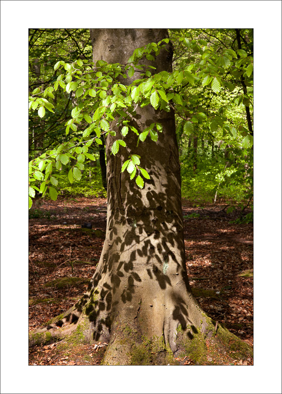  - Sherwood Forest