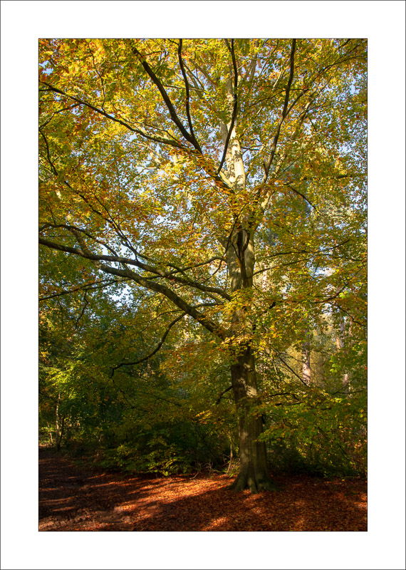  - Sherwood Forest - Autumn