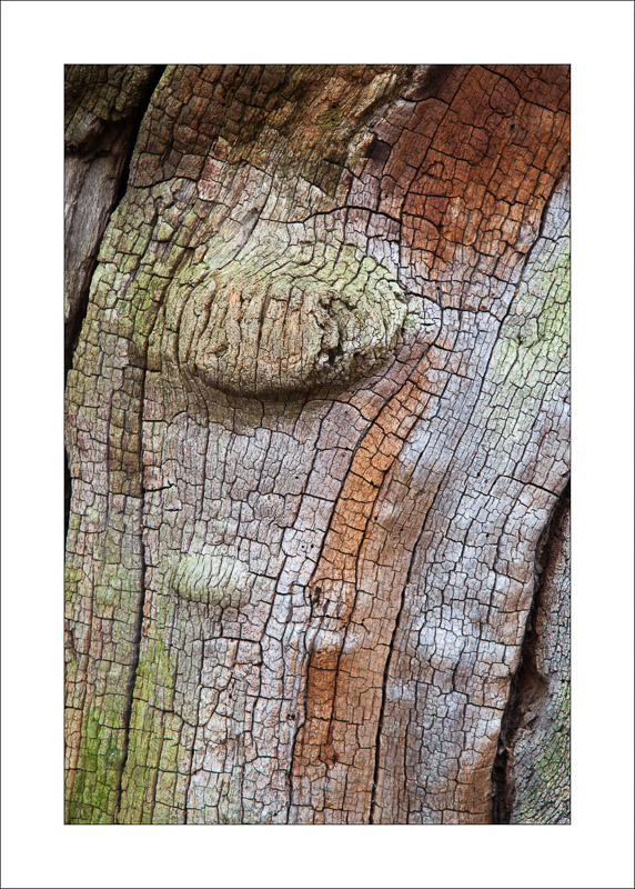  - Ancient Oaks