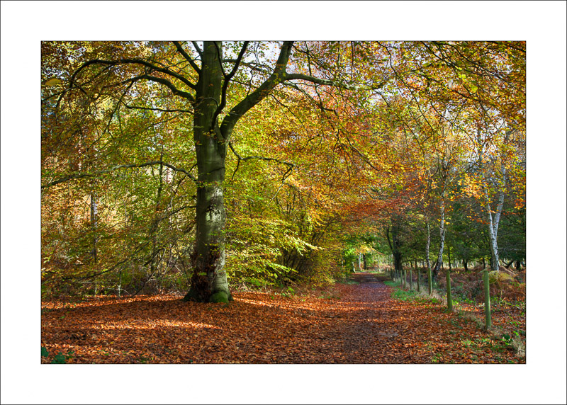  - Sherwood Forest - Autumn