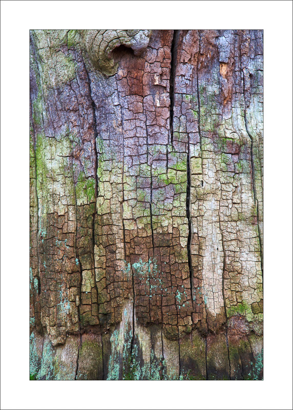 - Ancient Oaks