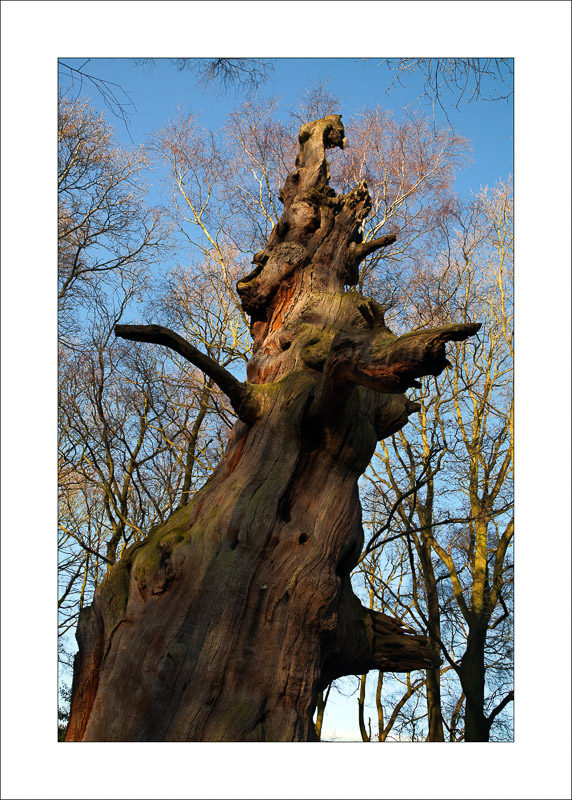  - Ancient Oaks