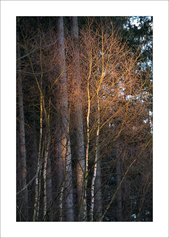  - Sherwood Forest