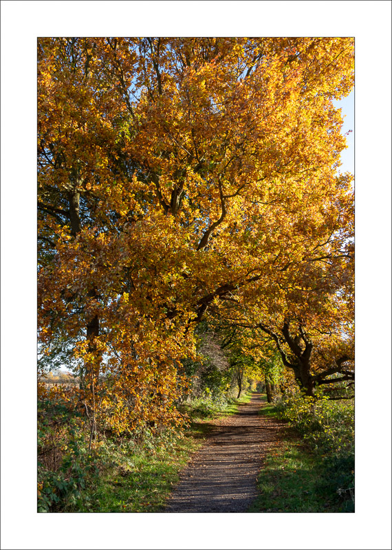  - Southwell Trail in Autumn