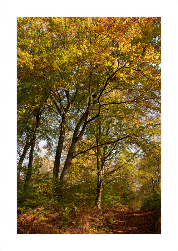  - Sherwood Forest - Autumn