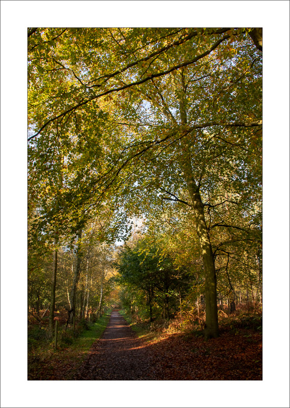  - Sherwood Forest - Autumn