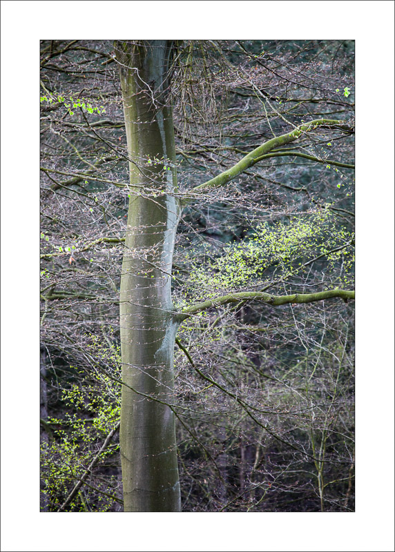  - Sherwood Forest
