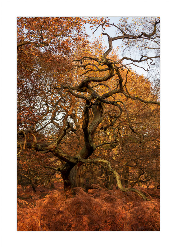  - Sherwood Forest - Autumn