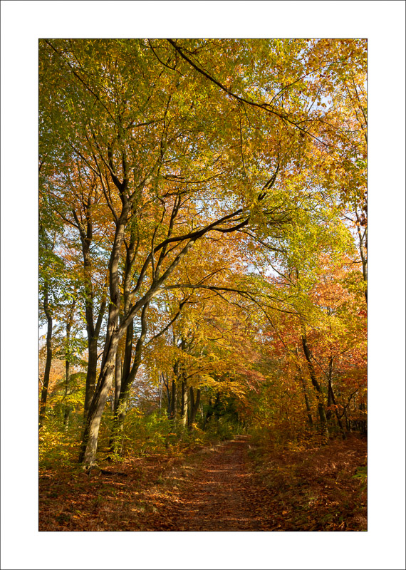  - Sherwood Forest - Autumn