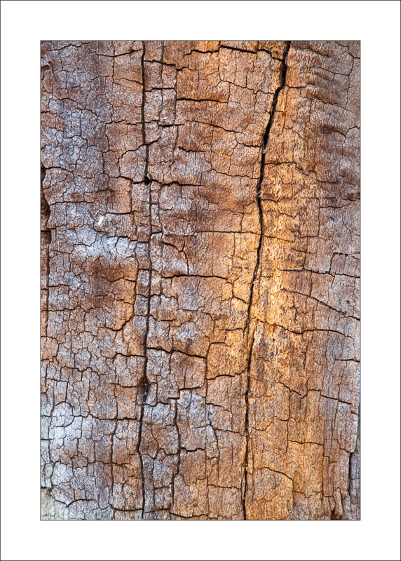  - Ancient Oaks
