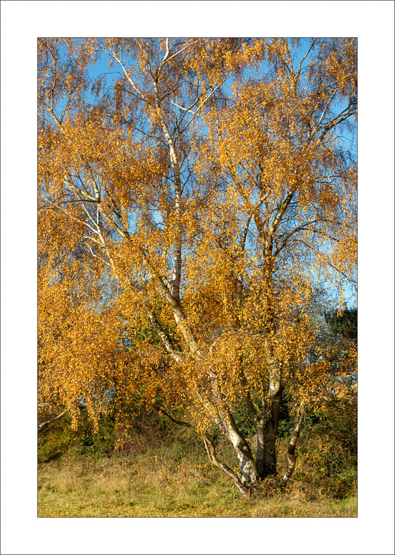  - Southwell Trail in Autumn