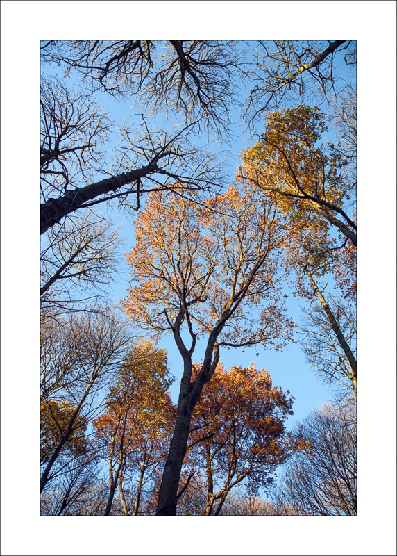  - Sherwood Forest - Autumn