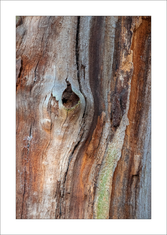  - Ancient Oaks