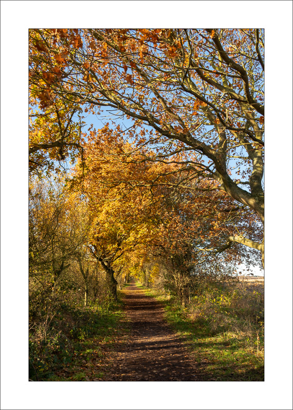  - Southwell Trail in Autumn