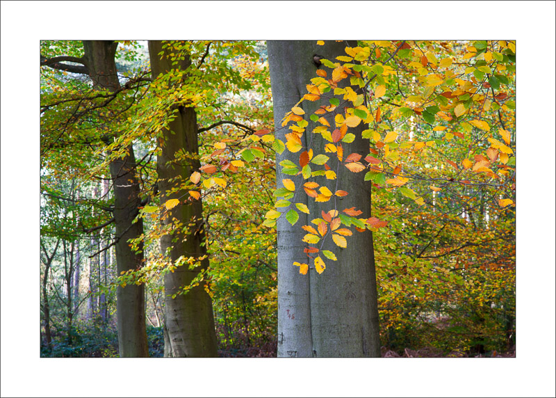  - Sherwood Forest - Autumn