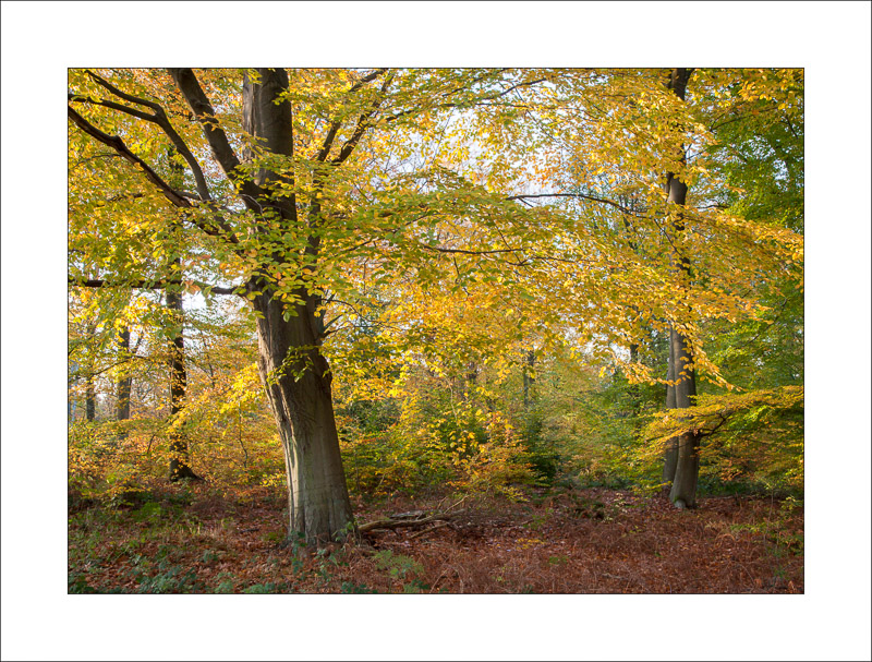  - Sherwood Forest - Autumn