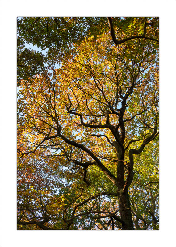  - Sherwood Forest - Autumn