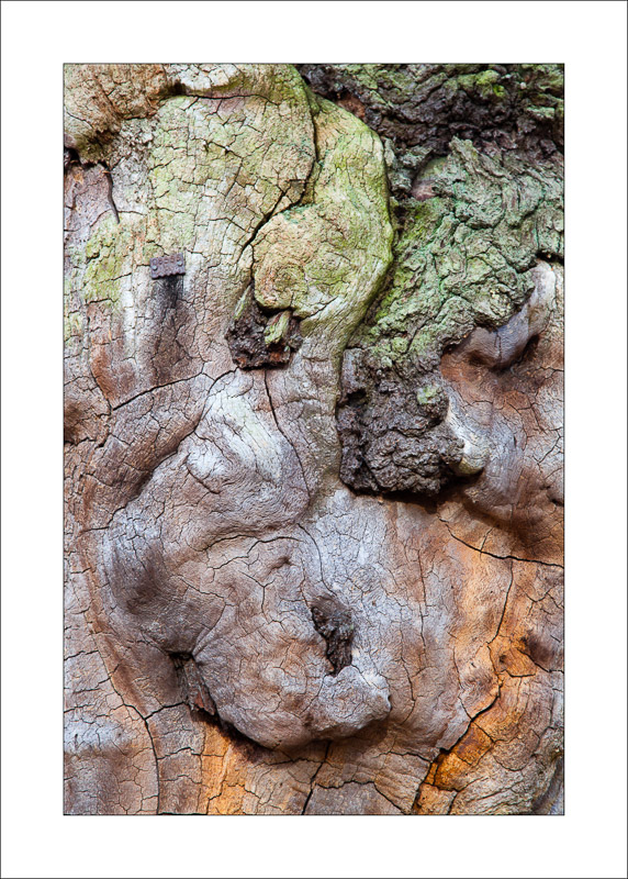  - Ancient Oaks