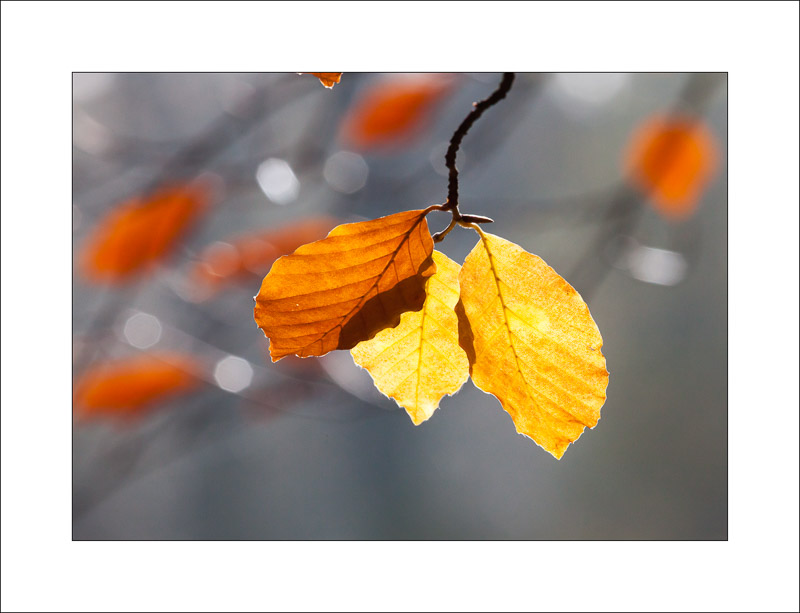  - Sherwood Forest - Autumn