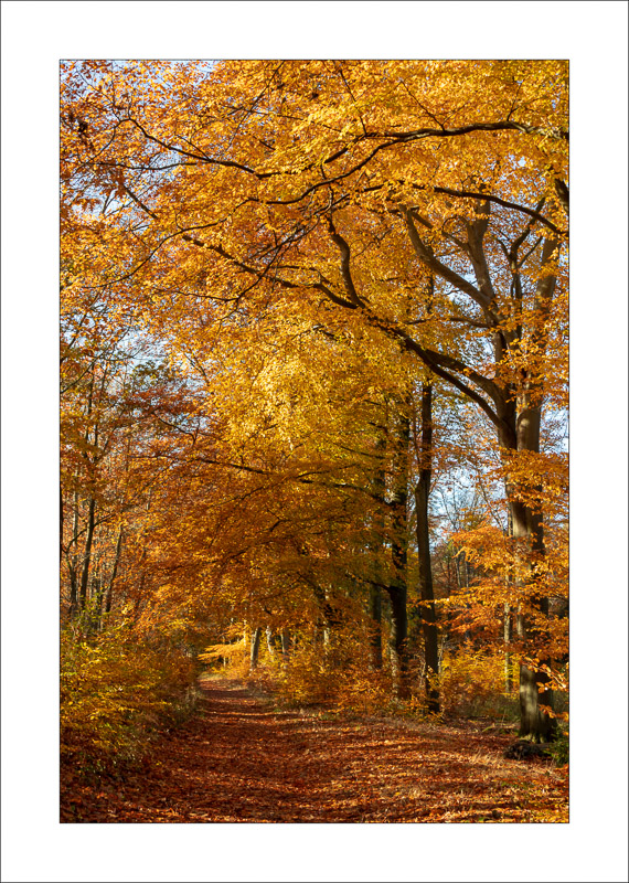  - Sherwood Forest - Autumn
