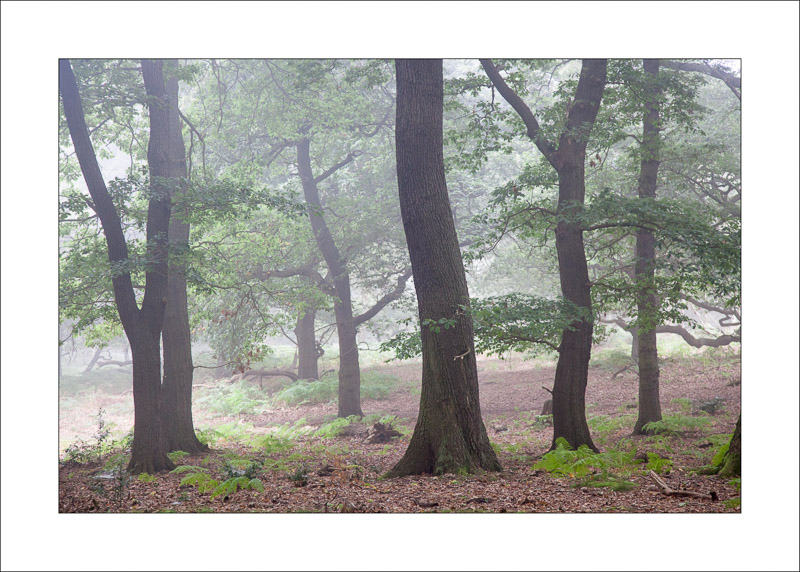  - Sherwood Forest