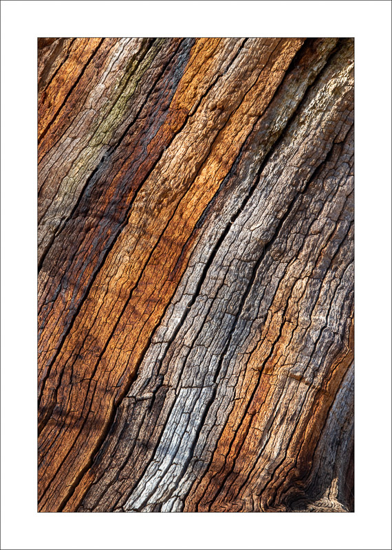  - Ancient Oaks