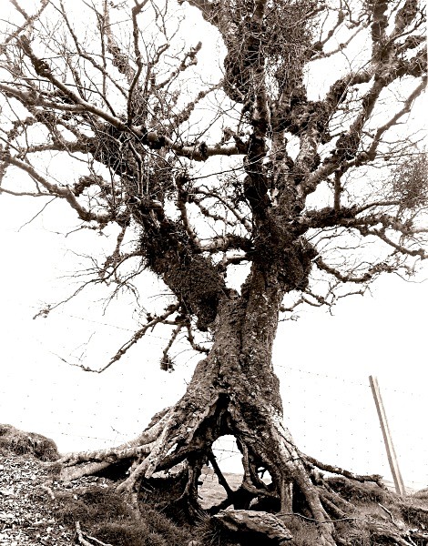 TREE AT YSBYTY CYNFYN, Ceredigion 2009 - THE WELSH LANDSCAPE - MOSTLY IN CEREDIGION