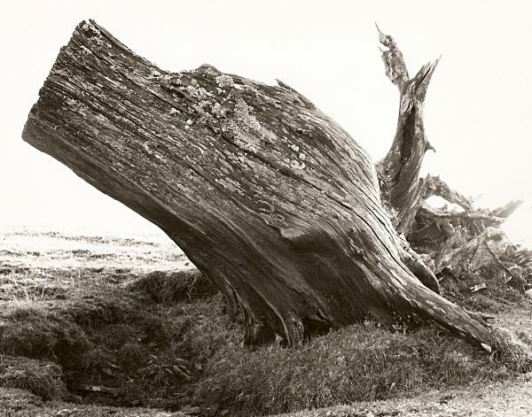 DEAD TREE ROOTS, Cefn Coch, Cwmystwyth, Ceredigion 2008 - THE WELSH LANDSCAPE - MOSTLY IN CEREDIGION