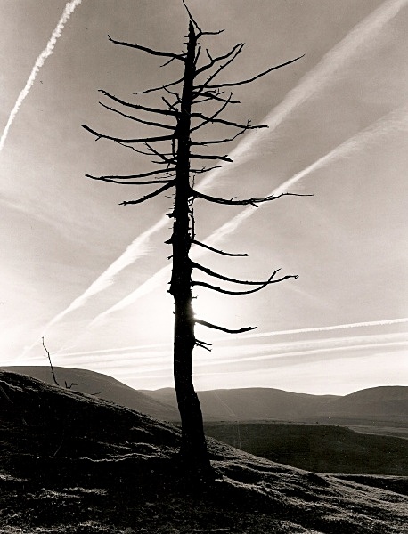 DEAD TREE, Cefn Coch, Cwmystwyth, Ceredigion 2009 - THE WELSH LANDSCAPE - MOSTLY IN CEREDIGION