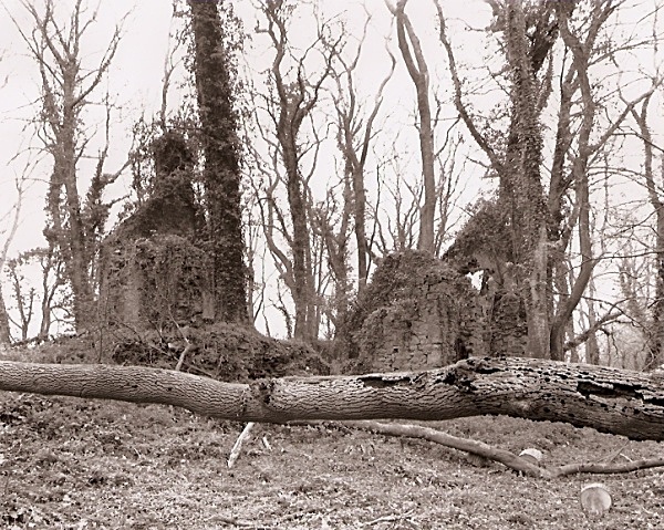 SYSTERNE / SISTER'S HOUSE, Minwear Forest, Canaston, Pembrokeshire 2009