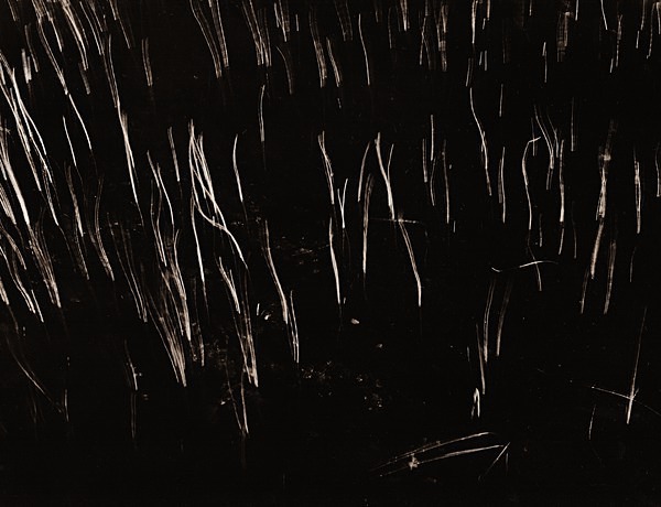 GRASSES ON LAKE, Teifi Pools, Ceredigion 1996 - THE WELSH LANDSCAPE - MOSTLY IN CEREDIGION