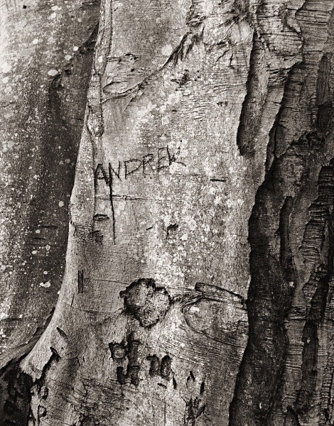 ABSTRACTION AT CWM PERIS WOOD, Llanon, Ceredigion 2015 - THE WELSH LANDSCAPE - MOSTLY IN CEREDIGION
