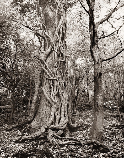 LLANERCHAERON, Aberaeron, Ceredigion 2015 - THE WELSH LANDSCAPE - MOSTLY IN CEREDIGION