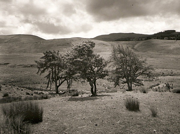 FRUIT TREES, Cefn Coch, Cwmystwyth, Ceredigion 2010 - THE WELSH LANDSCAPE - MOSTLY IN CEREDIGION