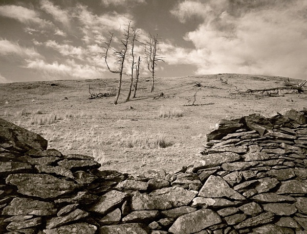 DEAD TREE, Cefn Coch, Cwmystwyth, Ceredigion 1996 - THE WELSH LANDSCAPE - MOSTLY IN CEREDIGION