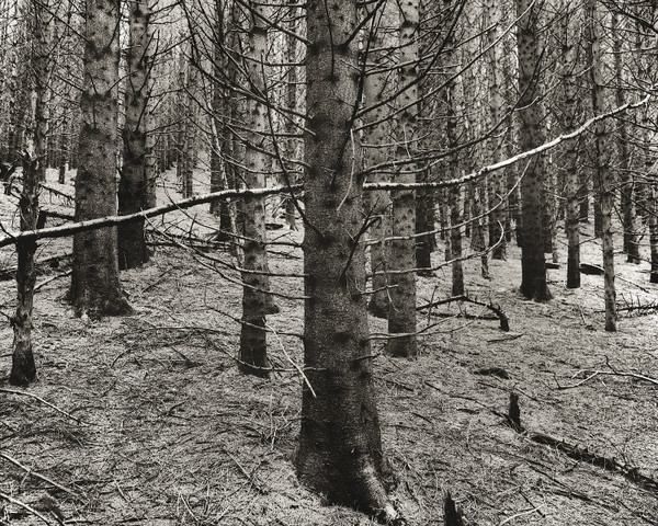FORESTRY AT HAFOD, Cwmystwyth, Ceredigion 2001 - THE WELSH LANDSCAPE - MOSTLY IN CEREDIGION
