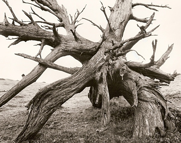 DEAD TREE ROOTS, Cefn Coch, Cwmystwyth, Ceredigion 2009 - THE WELSH LANDSCAPE - MOSTLY IN CEREDIGION