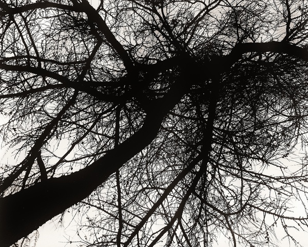 TREE, Cwmystwyth, Ceredigion 1994 - THE WELSH LANDSCAPE - MOSTLY IN CEREDIGION