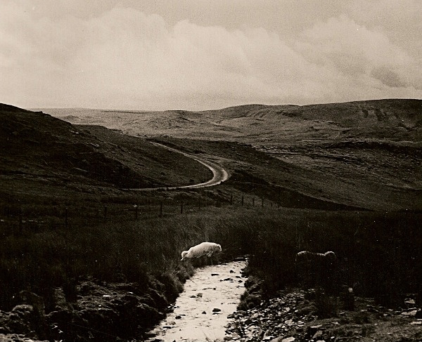 JUMPING SHEEP, Llyn Teifi, Ceredigion 1990 - MISCELLANEOUS