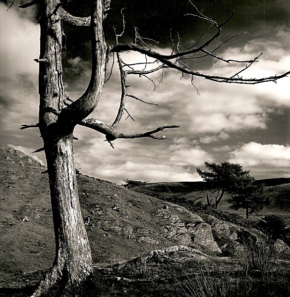 DEAD TREE, Cefn Coch, Cwmystwyth, Ceredigion 1992 - THE WELSH LANDSCAPE