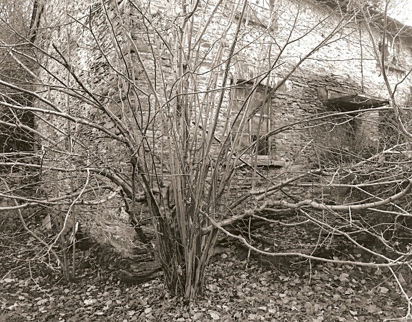 GWYNLLYN, Rhayader, Radnorshire 2010 - RADNORSHIRE
