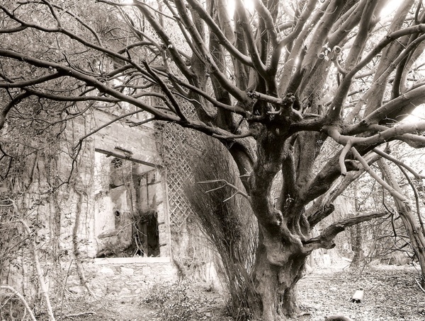 BARON HILL, Beaumaris, Anglesey 2008