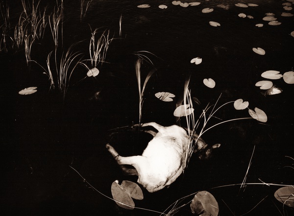 DEAD SHEEP AT TEIFI POOLS, Ceredigion 1993 - THE WELSH LANDSCAPE - MOSTLY IN CEREDIGION