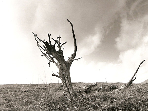 DEAD TREE, Cefn Coch, Cwmystwyth, Ceredigion 2010 - THE WELSH LANDSCAPE - MOSTLY IN CEREDIGION
