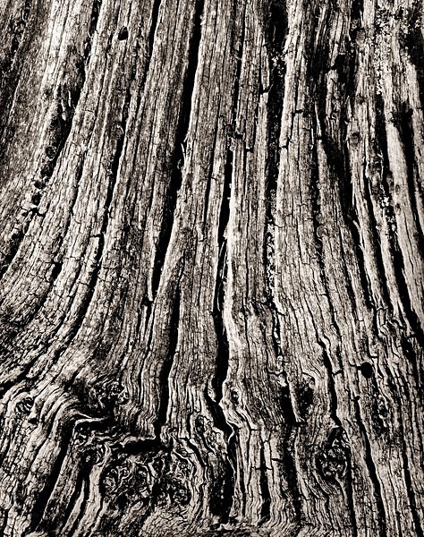 TREE, Ceredigion 1997 - THE WELSH LANDSCAPE - MOSTLY IN CEREDIGION